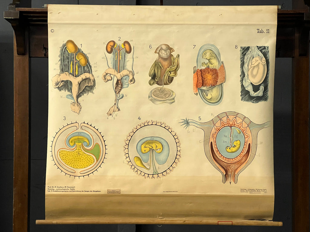 Antique Pull Down Chart, Mammal Reproduction Chart, Denoyer Geppert, Embryology School Chart, Scientific Illustration