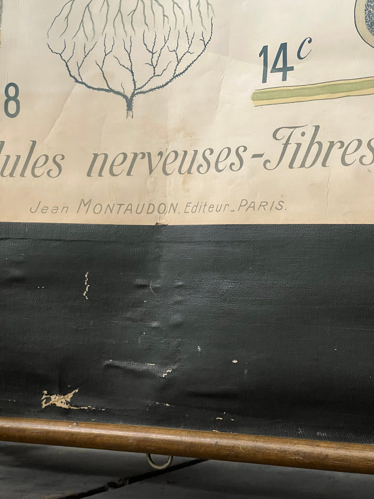Antique Pull Down Chart, Tissu Nerveux, Remy Perrier & Cepede, Medical Art, Anatomical Chart