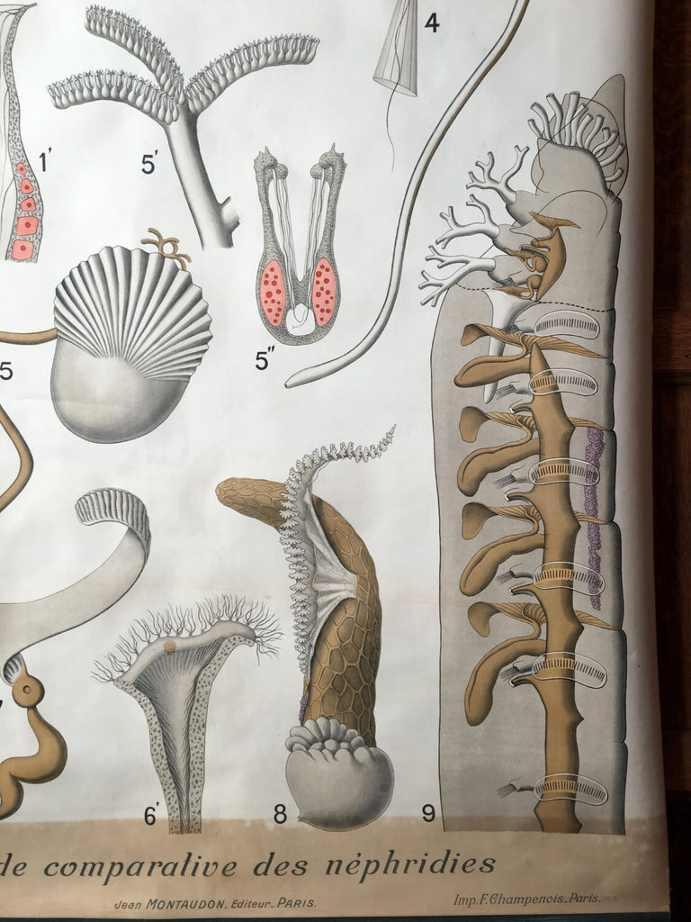 Antique Pull Down Chart, Annelides Polychetes, Remy Perrier & Cepede School Chart, Scientific Illustration, Marine Biology