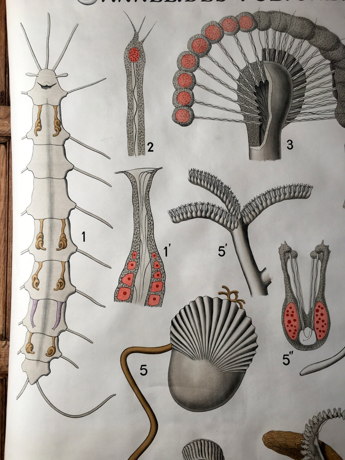 Polychetes Antique Pull Down Chart, Annelides Polychetes, Remy Perrier & Cepede S ...