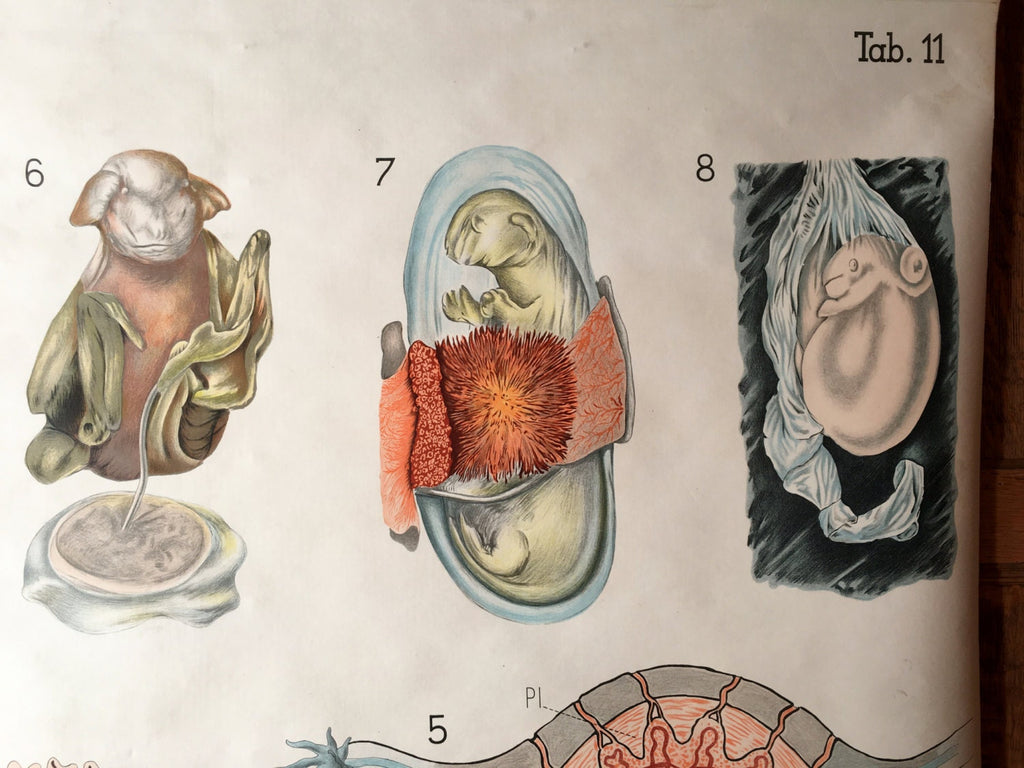 Antique Pull Down Chart, Mammal Reproduction Chart, Denoyer Geppert, Embryology School Chart, Scientific Illustration