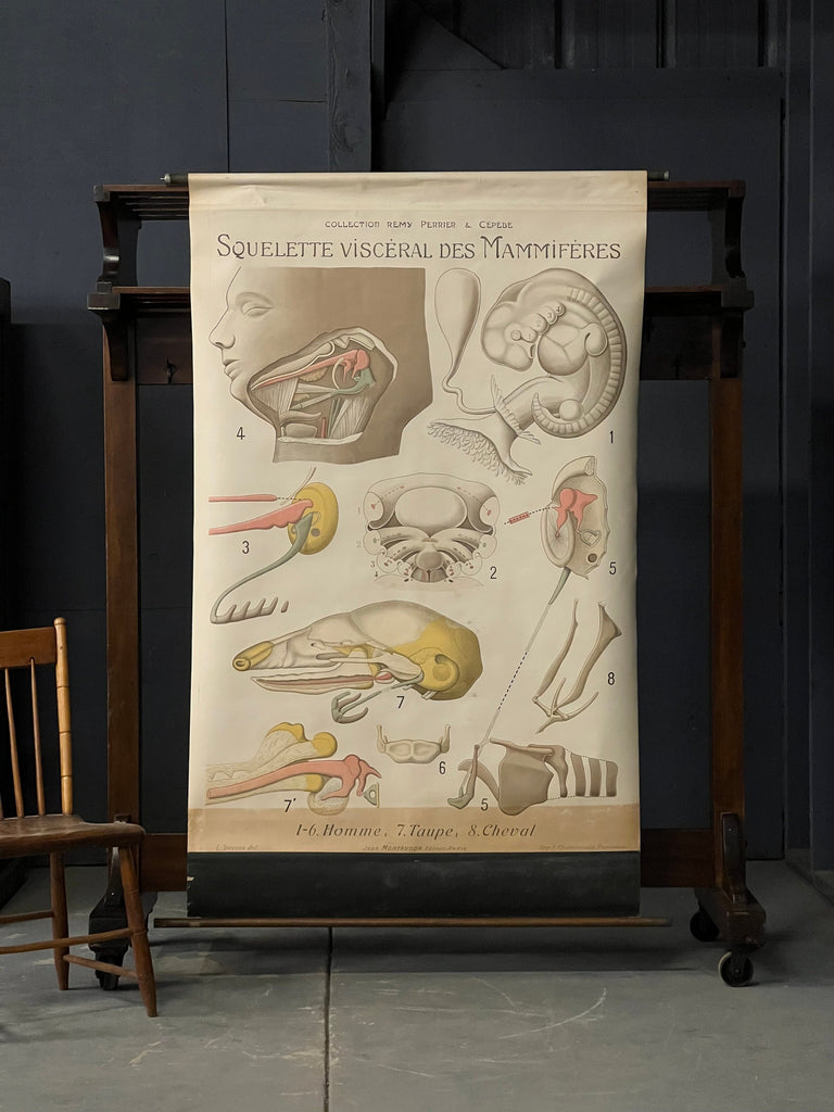 Antique Pull Down Chart, Squelette Visceral Des Mammiferes, Collection Remy Perrier & Cepede, Medical Art, Anatomical Chart