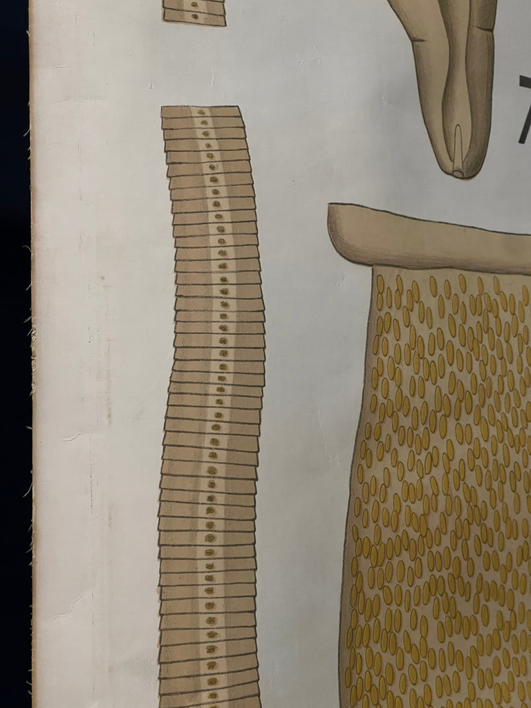 Antique Pull Down Chart, Bothriocephale Asian Tapeworm School Chart, Cestodes IV, Remy Perrier & Cepede, Scientific Illustration