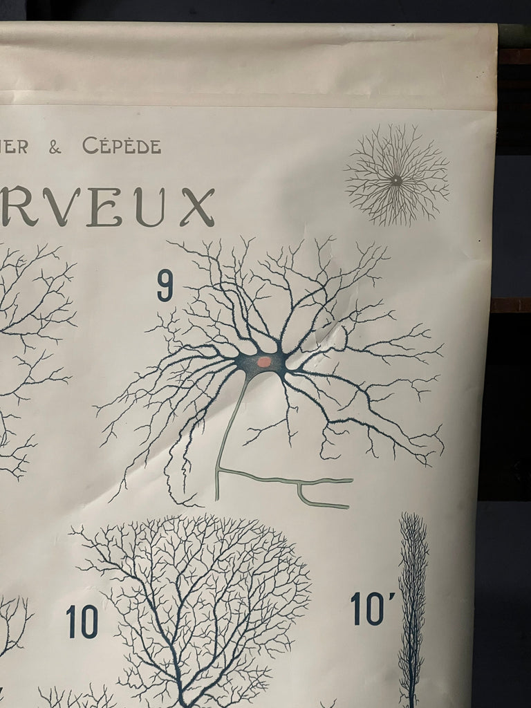 Antique Pull Down Chart, Tissu Nerveux, Remy Perrier & Cepede, Medical Art, Anatomical Chart