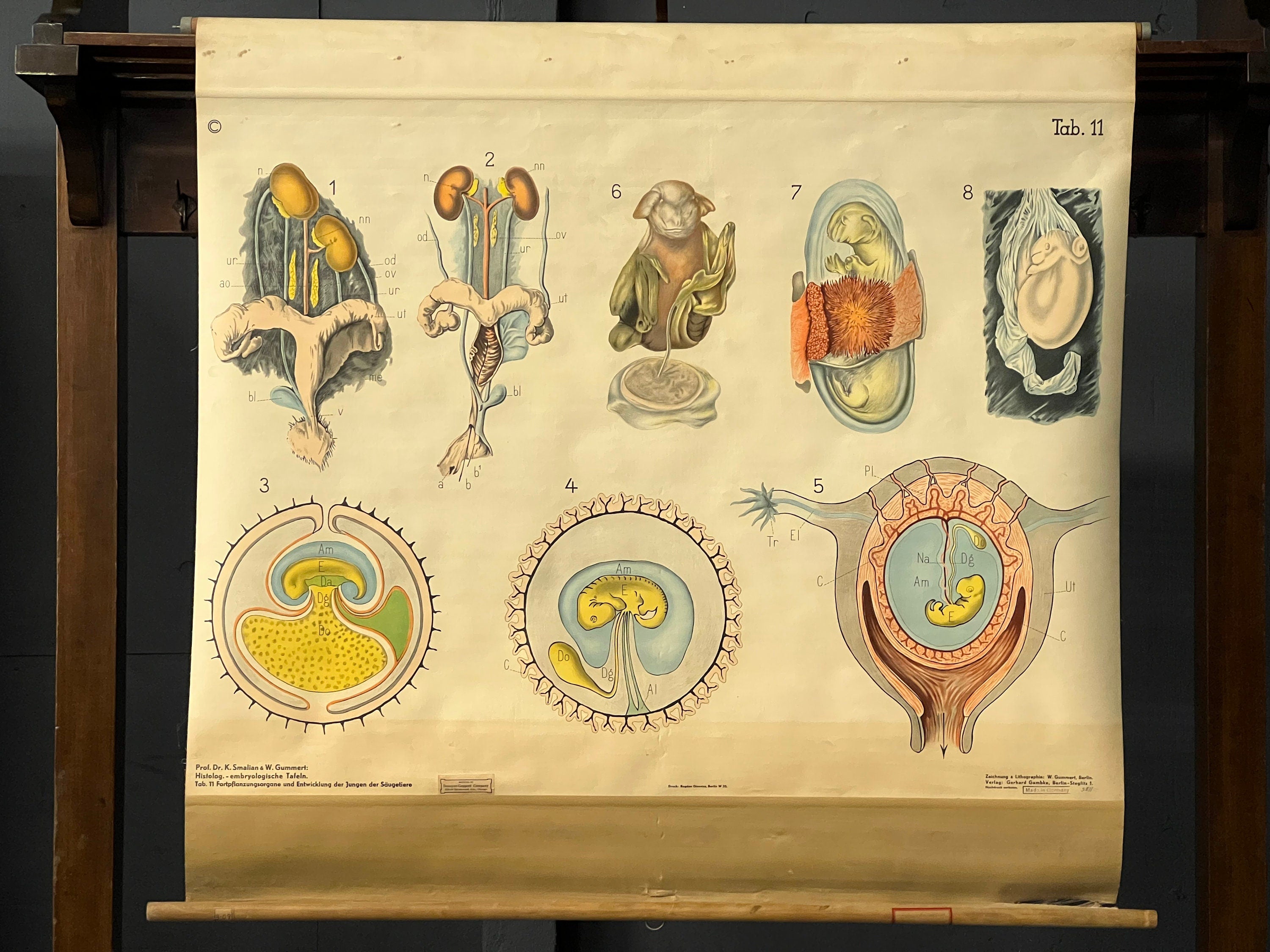 Antique Pull Down Chart Mammal Reproduction Chart Denoyer Geppert E antique-pull-down-chart-mammal-reproduction-chart-denoyer-geppert-e