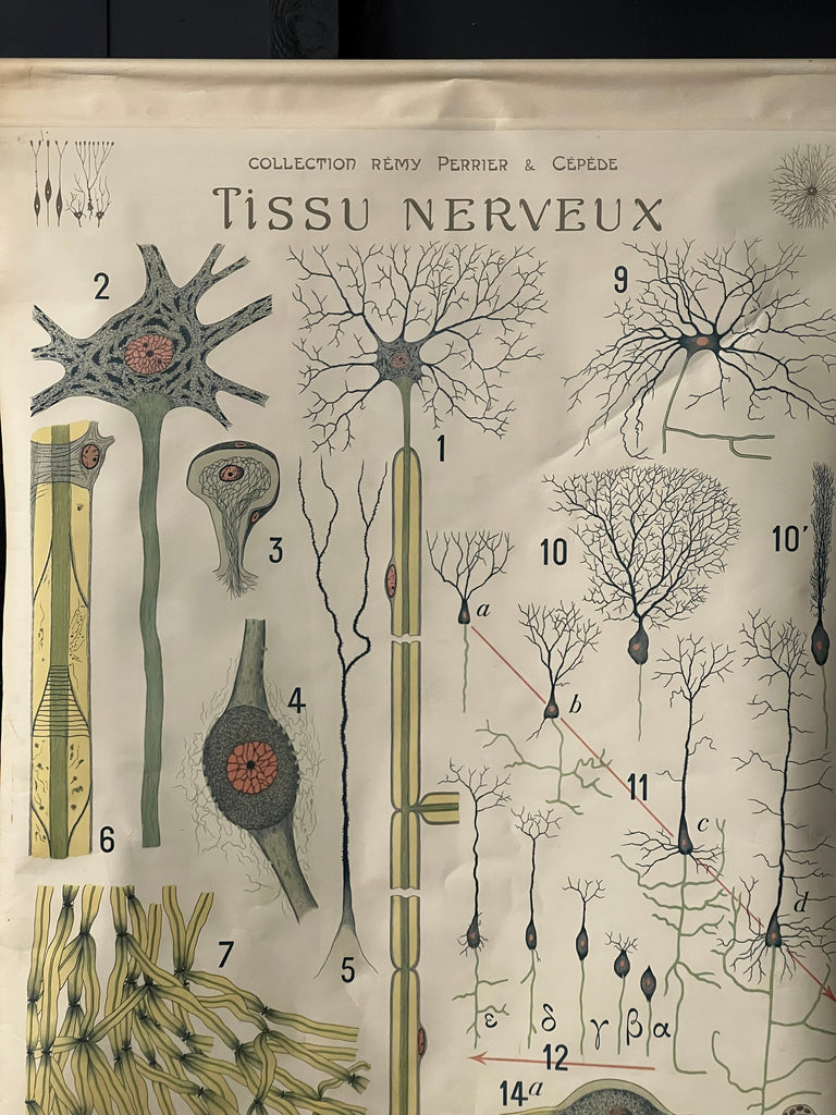 Antique Pull Down Chart, Tissu Nerveux, Remy Perrier & Cepede, Medical Art, Anatomical Chart